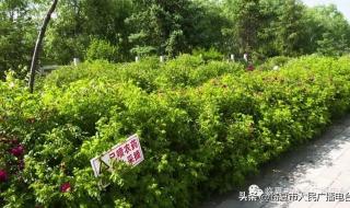 园林植物病虫害防治